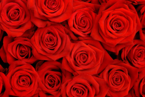 Lovely Roses HQ868317947 300x200 - Lovely Roses HQ - Roses, Rose, Lovely
